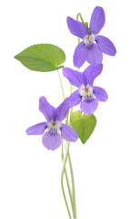 Fototapeta na wymiar Common Violet plant