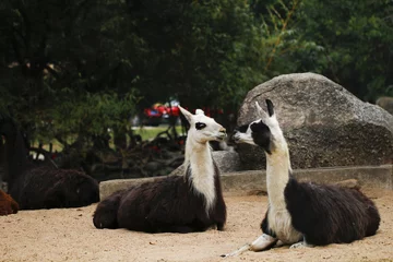 Fotobehang Lama glama gehouden in de dierentuin © YING