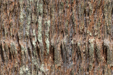 Bark seamless pattern, skin style bark