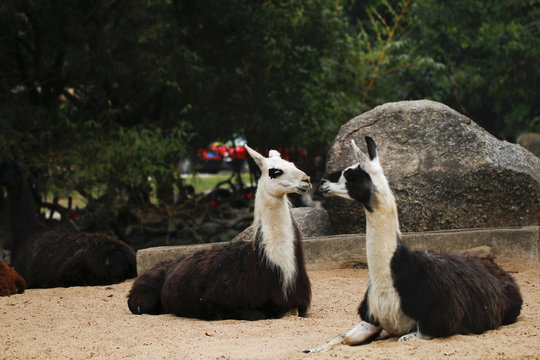 Lama glama kept in the zoo