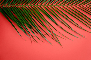 branch of a palm tree on a red background