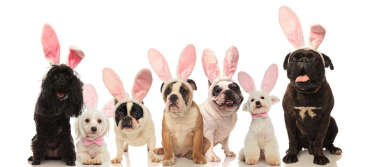 group of cute dogs wearing easter bunny ears