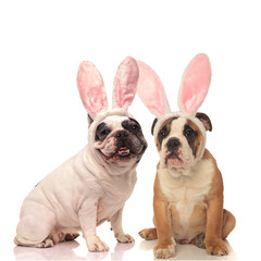 french and english bulldog dogs wearing bunny ears