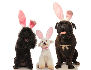 three cute dgs wearing rabbit ears are sitting