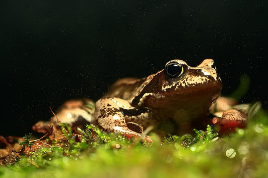 frog / nature background animal, frog sits on green moss, in nature, concept ecology