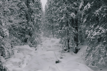 Winter wonderland, winter landscape