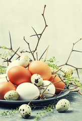 Easter spring composition with colorful chicken and quail eggs, gray background, selective focus