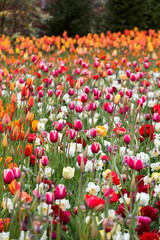 Fototapeta premium colorful tulips flowers blooming in a garden