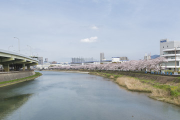 Fototapeta na wymiar 紫川の桜と小倉市街地