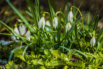 Snowdrops in the Garden