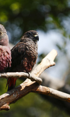 Parrots kept in the zoo
