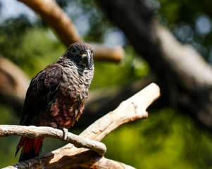 Parrots kept in the zoo