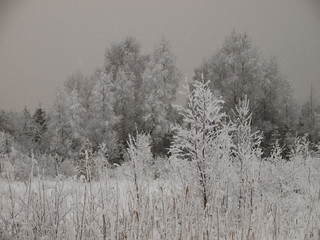 Christmas fairy tale snow scenary. Winter cloudy landscape with snow on the ground and frost on branches of the bushes.