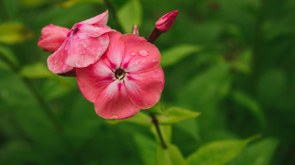 flower, nature, red, pink, plant, garden, green, poppy, blossom, flowers, spring, beauty, macro, rose, petal, summer, bloom, flora, closeup, hibiscus, floral, bright, yellow, natural, petals