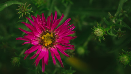 flower, pink, nature, purple, plant, bloom, flowers, garden, yellow, macro, flora, daisy, green, petals, beauty, spring, petal, red, summer, blossom, violet, floral, bright, aster, white 