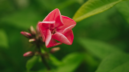 flower, red, nature, plant, lily, pink, green, garden, flora, beauty, macro, bloom, petal, floral, blossom, leaf, rose, summer, bright, petals, flowers, white, spring, closeup, orange ,
