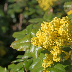 Blühende Mahonien, Mahonia
