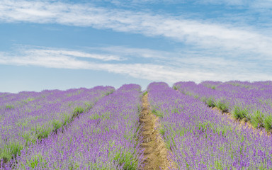 Fototapeta na wymiar Beautiful landscape of lavender flower field with cloudy sky background.