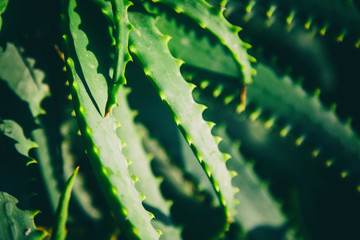 cactus, in soft focus, with retro toning, beautiful natural trend background and texture