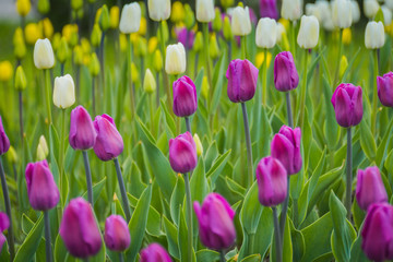Tulips Blooming in the Flowerbed