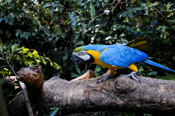 Parrots kept in the zoo