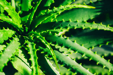 cactus, in soft focus, with retro toning, beautiful natural trend background and texture