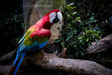 Parrots kept in the zoo