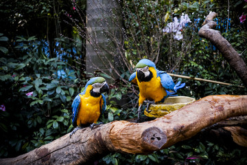 Parrots kept in the zoo