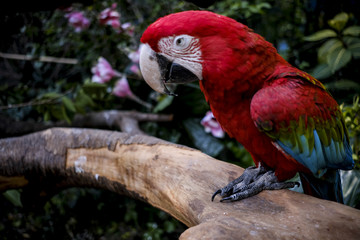 Parrots kept in the zoo