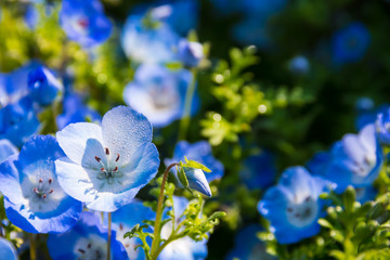 ネモフィラの花畑