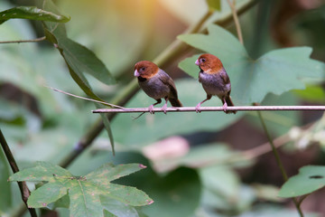 Pair of short tailed parrotbill.Tiny cute birds perching on bamboo branch over a pond in hot summer season.