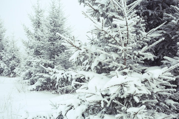 background winter forest covered with snow