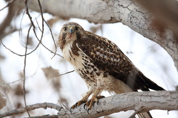 Red-tailed Hawk Bosque del Apache National Wildlife Refuge New Mexico