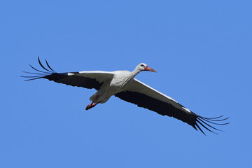 White stork (Ciconia ciconia)