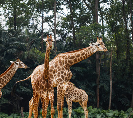 Giraffe feeding in the zoo