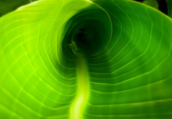 Tropical birds of paradise leaf - close up image