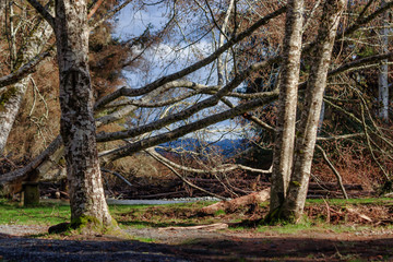 group of large tangled trees 2