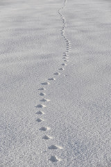 snowfield in the afternoon