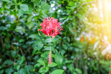 Amazing view of flower  blooming in the garden