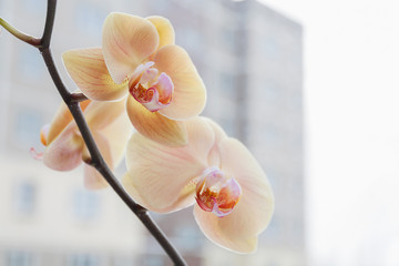 Beige branch of orchid on the background of a high-rise building. Closeup, selective focus.