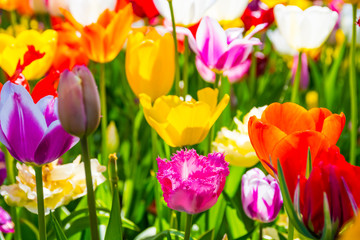 チューリップの花畑