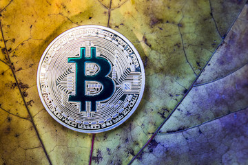 Bitcoin on a fallen autumn leaf that deteriorates, the concept of falling bitcoin prices