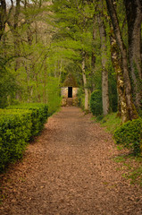 Fototapeta na wymiar A Peaceful Path in the Middle of the Forest