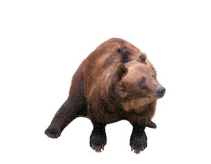 Fototapeta premium Bear. Isolated on white background. Vector illustration.