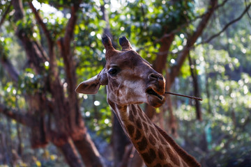 Giraffe feeding in the zoo