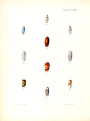 Illustration of shells.