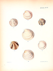 Illustration of shells.