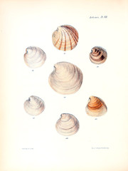 Illustration of shells.