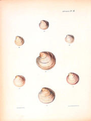 Illustration of shells.