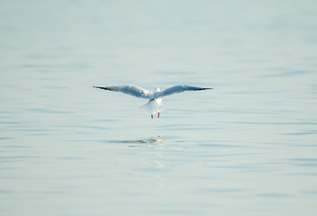 A bird (gull) is about to land on a water surface